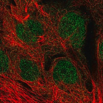 Anti-MGMT antibody produced in rabbit, 100 µL (HPA032135-100UL)