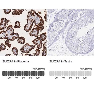 Anti-SLC2A1 antibody produced in rabbit, 100 µL (HPA031345-100UL)