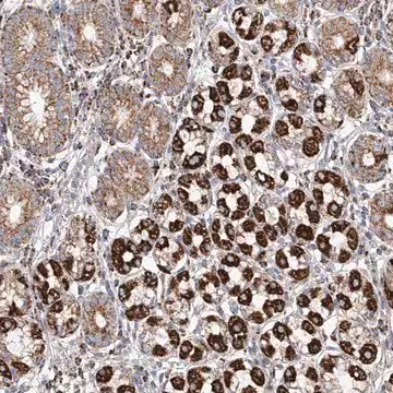 Anti-MCL1 antibody produced in rabbit, 1 X 100 µL (HPA031125-100UL)