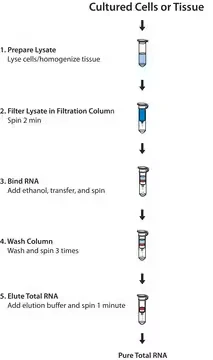 GenElute™ Mammalian Total RNA Miniprep Kit, 1 X 1 kit (RTN70-1KT)