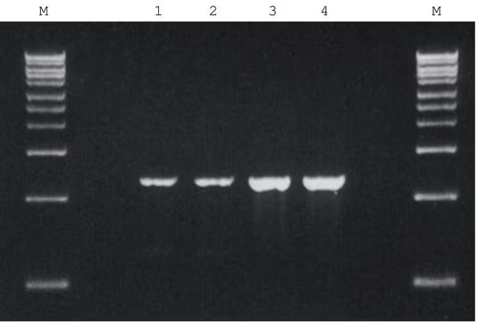 REDTaq® Genomic DNA Polymerase, 1 X 1000 units (D2812-1KU)