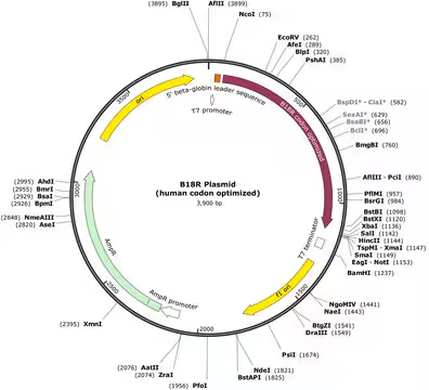 B18R Plasmid (human codon optimized), 1 X 1 vial (SCR728)