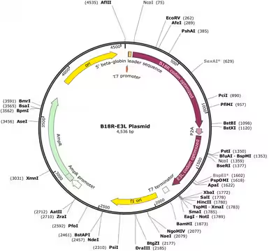 B18R-E3L Plasmid (human codon optimized for B18R and E3L), 1 X 1 vial (SCR727)