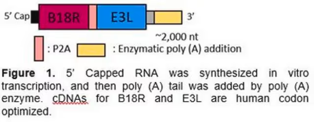 B18R-E3L RNA (human codon optimized for B18R and E3L), 1 X 1 kit (SCR722)