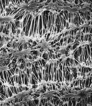 PTFE Membrane Filter, 0.22 μm Pore Size, 100 filters (FGLP04700)