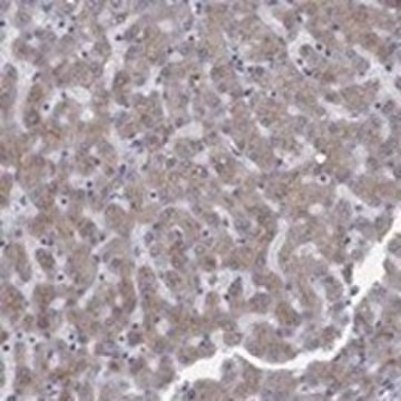 Anti-APOC3 antibody produced in rabbit, 1 X 100 µL (HPA073918-100UL)