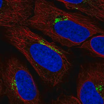 Anti-KIAA0319L antibody produced in rabbit, 100 µL (HPA072692-100UL)