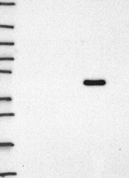 Anti-STAU1 antibody produced in rabbit, 1 X 100 µL (HPA072004-100UL)