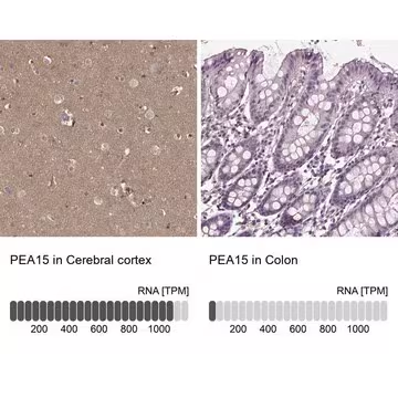 Anti-PEA15, 100 µL (HPA070820-100UL)