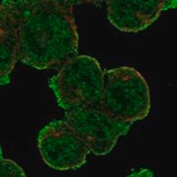 Anti-IL4R antibody produced in rabbit, 1 X 100 µL (HPA070380-100UL)