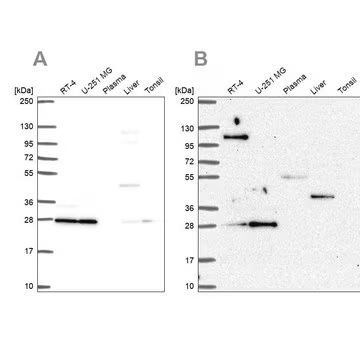 Anti-POLR2E antibody produced in rabbit, 100 µL (HPA068992-100UL)