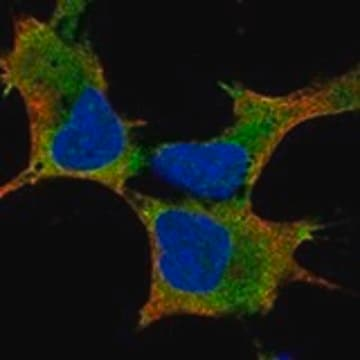 Anti-LIN28A antibody produced in rabbit, 1 X 100 µL (HPA068814-100UL)