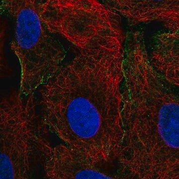 Anti-CRK antibody produced in rabbit, 100 µL (HPA068087-100UL)