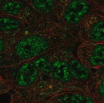 Anti-NR0B1 antibody produced in rabbit, 100 µL (HPA067207-100UL)