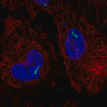 Anti-RORC antibody produced in rabbit, 100 µL (HPA065620-100UL)