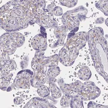 Anti-ENPP1 antibody produced in rabbit, 100 µL (HPA062066-100UL)