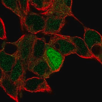 Anti-ID4 antibody produced in rabbit, 100 µL (HPA060800-100UL)
