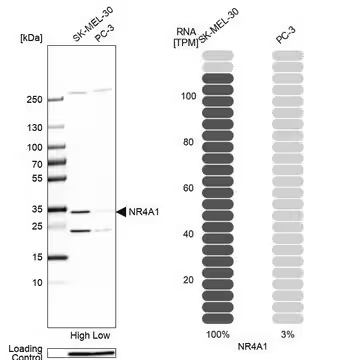 Anti-NR4A1 antibody produced in rabbit, 100 µL (HPA059742-100UL)