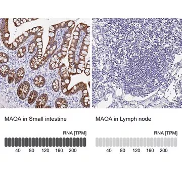 Anti-MAOA antibody produced in rabbit, 100 µL (HPA059299-100UL)
