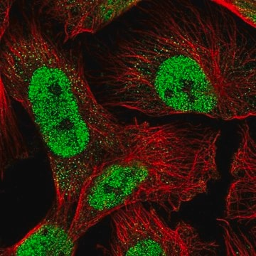 Anti-RAD23A antibody produced in rabbit, 100 µL (HPA057003-100UL)