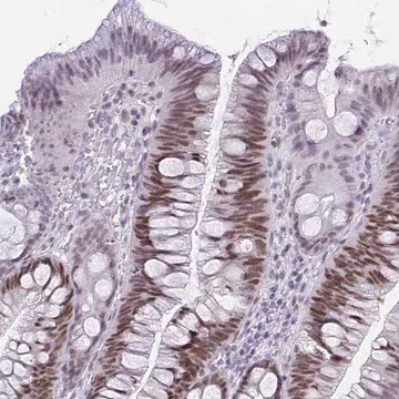 Anti-TEAD4 antibody produced in rabbit, 1 X 100 µL (HPA056896-100UL)