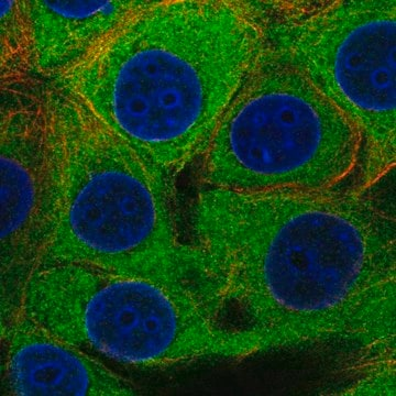 Anti-PFKP antibody produced in rabbit, 100 µL (HPA056484-100UL)