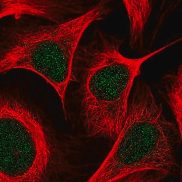 Anti-KAT2B antibody produced in rabbit, 100 µL (HPA055839-100UL)