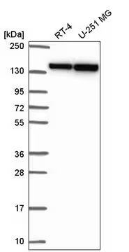 Anti-DHX9 antibody produced in rabbit, 100 µL (HPA055684-100UL)