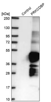 Anti-PRKCDBP antibody produced in rabbit, 1 X 100 µL (HPA055136-100UL)