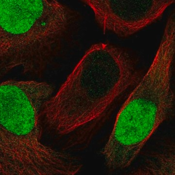 Anti-GMNN antibody produced in rabbit, 100 µL (HPA054597-100UL)