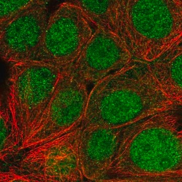 Anti-SKP1 antibody produced in rabbit, 100 µL (HPA053745-100UL)