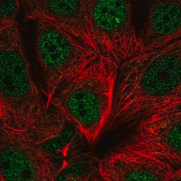 Anti-UBR5 antibody produced in rabbit, 100 µL (HPA053688-100UL)