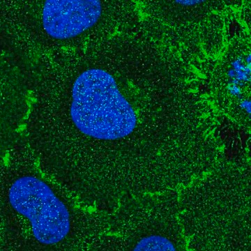 Anti-ROBO1 antibody produced in rabbit, 100 µL (HPA052968-100UL)