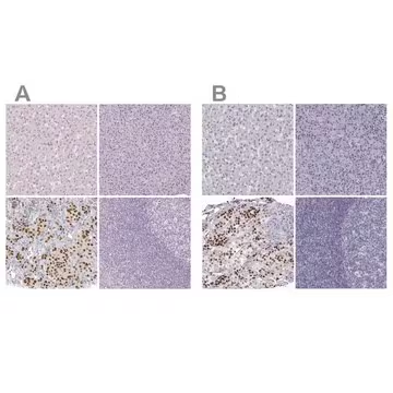 Anti-POU1F1 antibody produced in rabbit, 100 µL (HPA050624-100UL)