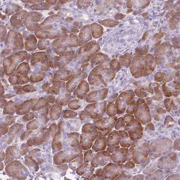 Anti-HYOU1 antibody produced in rabbit, 1 X 100 µL (HPA049296-100UL)