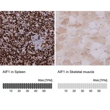 Anti-AIF1 antibody produced in rabbit, 1 X 100 µL (HPA049234-100UL)