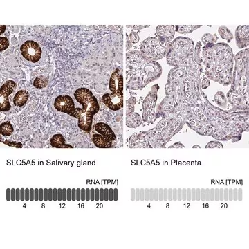 Anti-SLC5A5 antibody produced in rabbit, 1 X 100 µL (HPA049055-100UL)