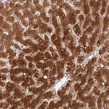 Anti-GSTA1 antibody produced in rabbit, 100 µL (HPA048934-100UL)