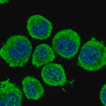 Anti-GAD1 antibody produced in rabbit, 1 X 100 µL (HPA048871-100UL)