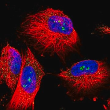 Anti-MALT1 antibody produced in rabbit, 100 µL (HPA048432-100UL)