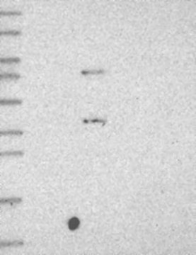 Anti-C5AR1 antibody produced in rabbit, 1 X 100 µL (HPA048012-100UL)