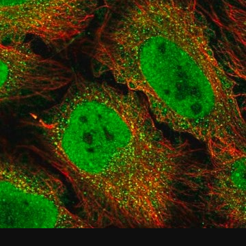 Anti-BCL3 antibody produced in rabbit, 100 µL (HPA047514-100UL)