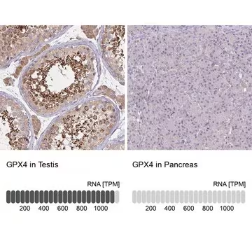 Anti-GPX4 antibody produced in rabbit, 100 µL (HPA047224-100UL)