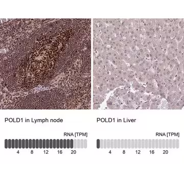 Anti-POLD1 antibody produced in rabbit, 1 X 100 µL (HPA046524-100UL)