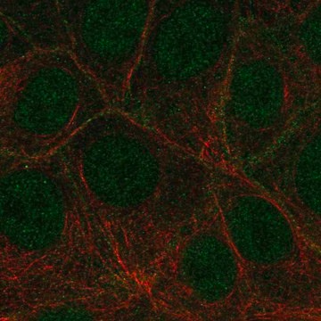 Anti-FLT4 antibody produced in rabbit, 100 µL (HPA046519-100UL)