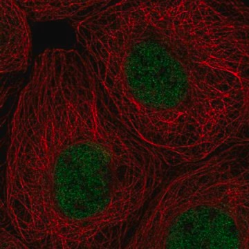 Anti-RPA1 antibody produced in rabbit, 100 µL (HPA046497-100UL)