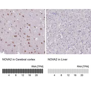 Anti-NOVA2 antibody produced in rabbit, 1 X 100 µL (HPA045607-100UL)