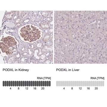 Anti-PODXL antibody produced in rabbit, 1 X 100 µL (HPA045507-100UL)