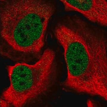 Anti-CELF1 antibody produced in rabbit, 100 µL (HPA044597-100UL)