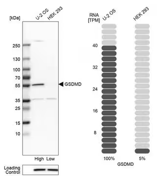 Anti-GSDMD antibody produced in rabbit, 1 X 100 µL (HPA044487-100UL)